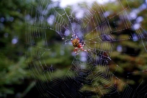 Spider and web Stock Photos