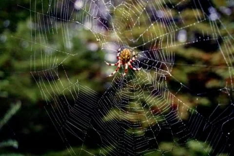 Spider and web Stock Photos