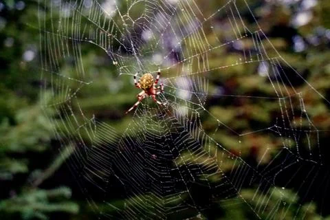 Spider and web Stock Photos