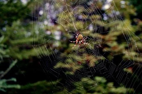 Spider and web Stock Photos