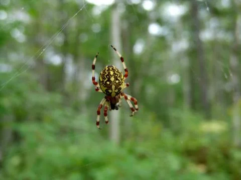 Spider and web Stock Photos