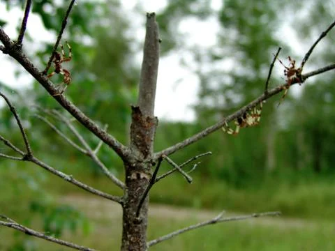 Spider and web Stock Photos