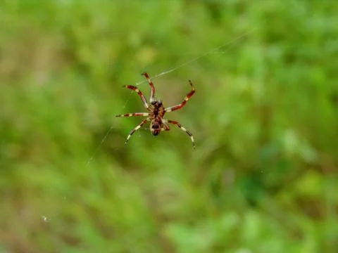 Spider and web Stock Photos