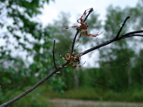 Spider and web Stock Photos