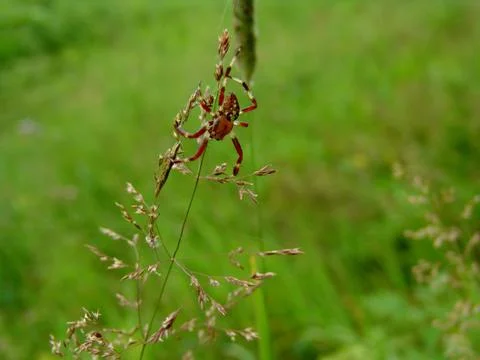 Spider and web Stock Photos