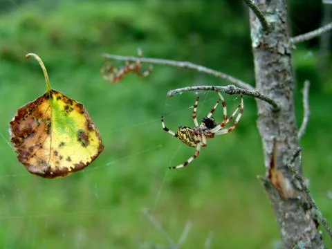 Spider and web Stock Photos