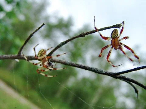 Spider and web Stock Photos