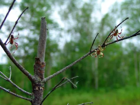 Spider and web Stock Photos