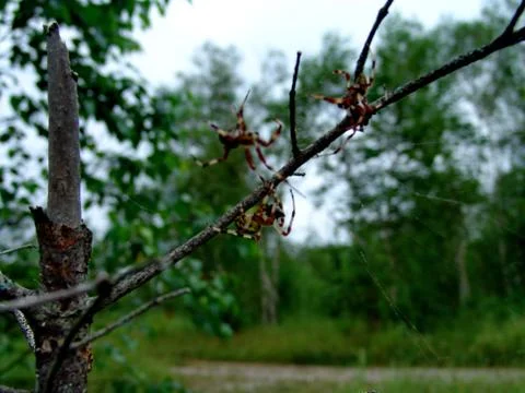 Spider and web Stock Photos
