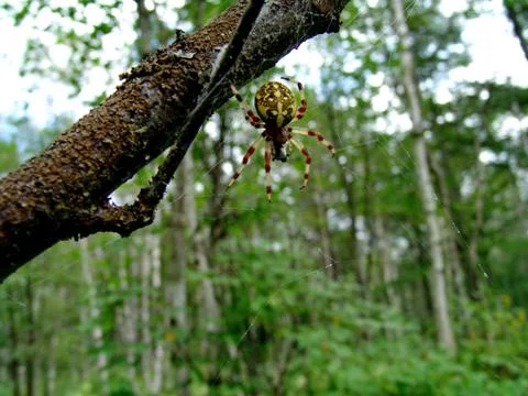 Spider and web Stock Photos