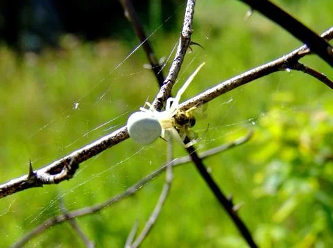 Spider and web Stock Photos