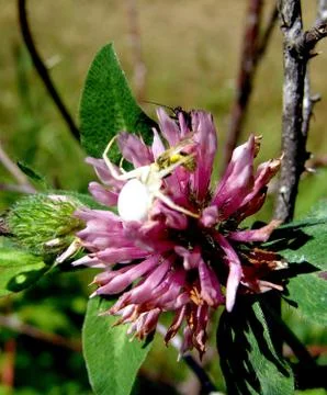 Spider and web Stock Photos