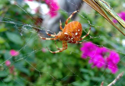 Spider and web Stock Photos