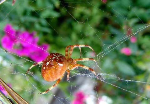 Spider and web Stock Photos