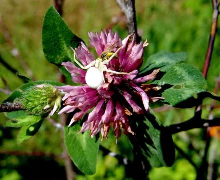 Spider and web Stock Photos