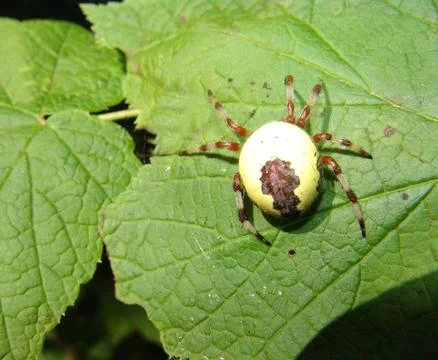 Spider and web Stock Photos
