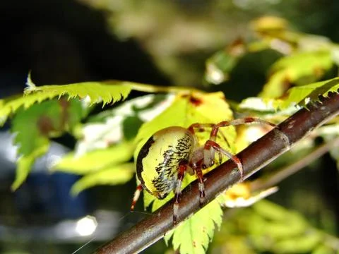 Spider and web Stock Photos
