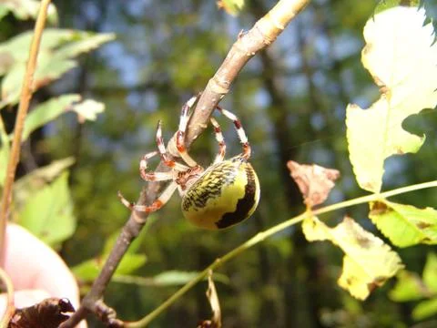 Spider and web Stock Photos
