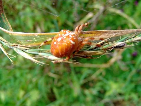 Spider and web Stock Photos