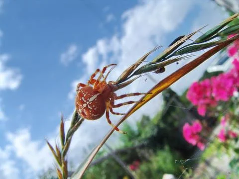 Spider and web Stock Photos