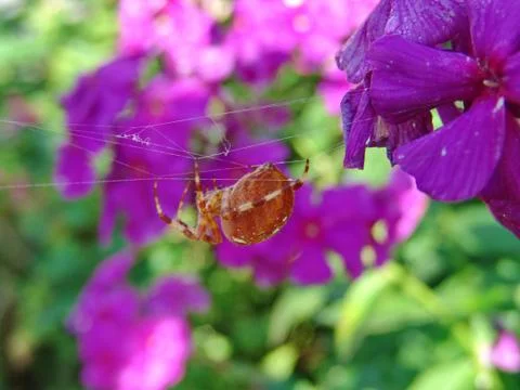 Spider and web Stock Photos