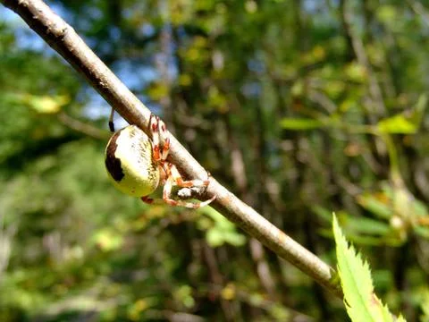 Spider and web Stock Photos