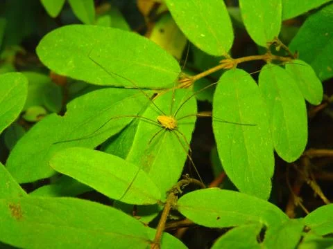 Spider and web Stock Photos