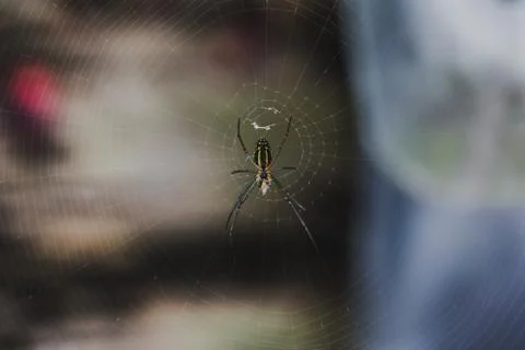 Spider and web Stock Photos