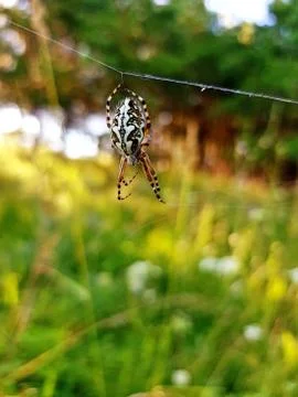 Spider and web Foto stock