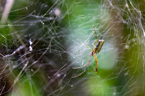 Spider and web Stock Photos