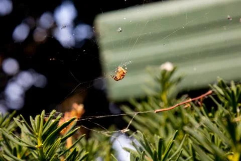 Spider and Web 스톡 사진