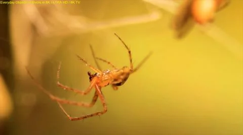 SPIDER AND WEB Stock Photos