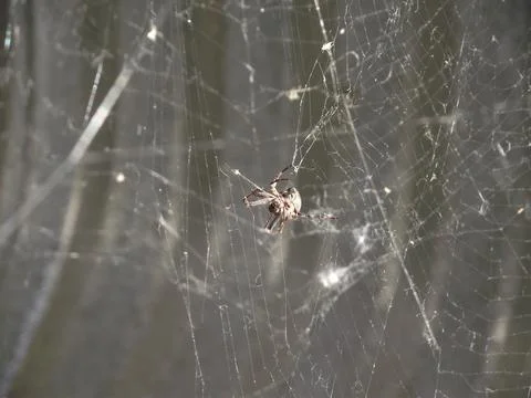 Spider and web Stock Photos