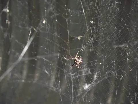 A spider and web Foto stock