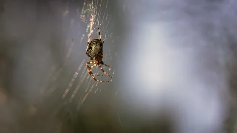 Spider and web in profile. Stock Footage 318590614