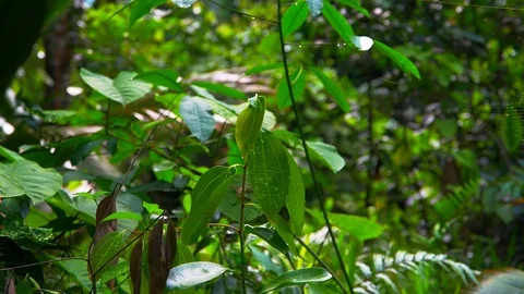 Spider and web Seychelles Mahe Island. Stock Footage 123302111