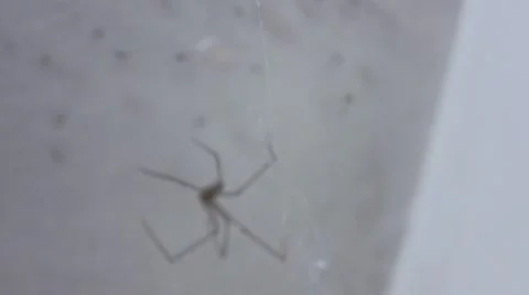 Spider and young Video stock 11801015