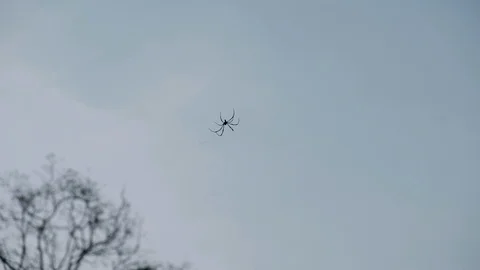 Spider in Angkor Cambodia 库存影片 89225489