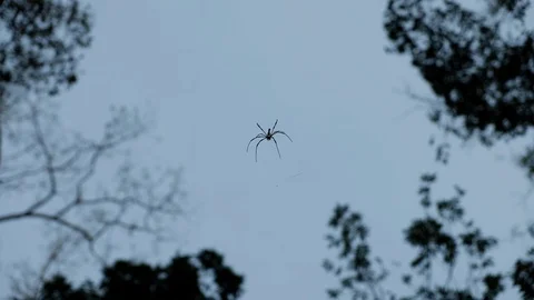 Spider in Angkor Cambodia Stock Footage 89225858