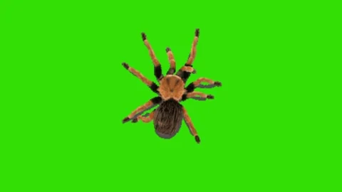 Spider animation on green background 動画素材 330216288