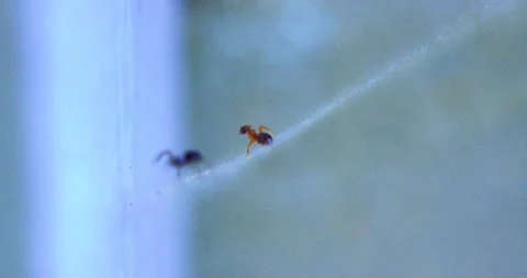 Spider Ant 12 Spider in Background Video stock 132820156