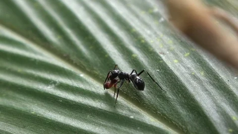 Spider ant-mimic and prey, Malaysia Stock Footage 88551000