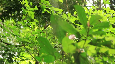 Spider appears on his web. Phuket, near Kathu waterfall. 스톡 동영상 32286359