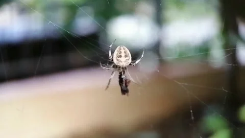 A spider approaching other insect Stock Footage 263573316