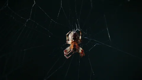 Spider-Araneae knits the net 스톡 동영상 114545092