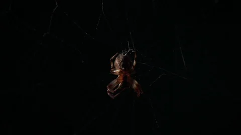 Spider-Araneae knits the net. Macro recording 스톡 동영상 114544854