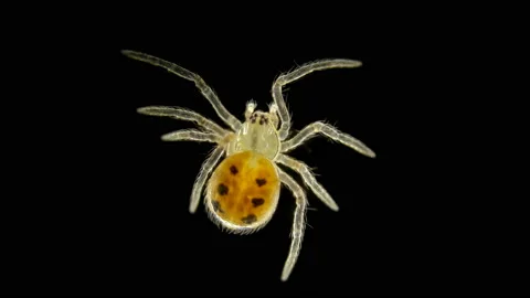 Spider Araneae type Arthropoda, under a microscope Stock Footage 105614303