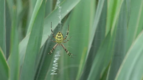 Spider Argiope bruennichi Video stock 281668964