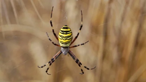 Spider Argopa Brunnich on the web Video stock 78679375