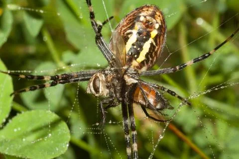 Spider Argopa brunnicha eats its prey - the fly. Stock Photos